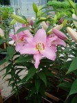 [6272 Lilium 55 No02.JPG]